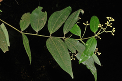 Cinnamomum malabatrum